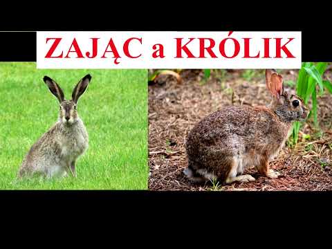 ZAJĄC a KRÓLIK - czym się różnią