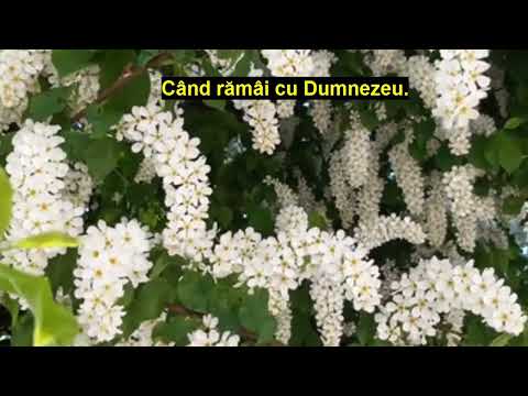 SĂ N-AI TEAMĂ NICIODATĂ!