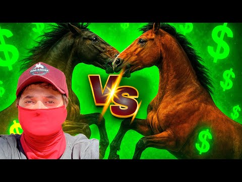 THE UNTAMED HORSES HAVE ARRIVED