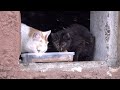Very Hungry Cats Scared Of Me