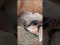 The Baby Goat Is Drinking Milk From Its Mother Breast