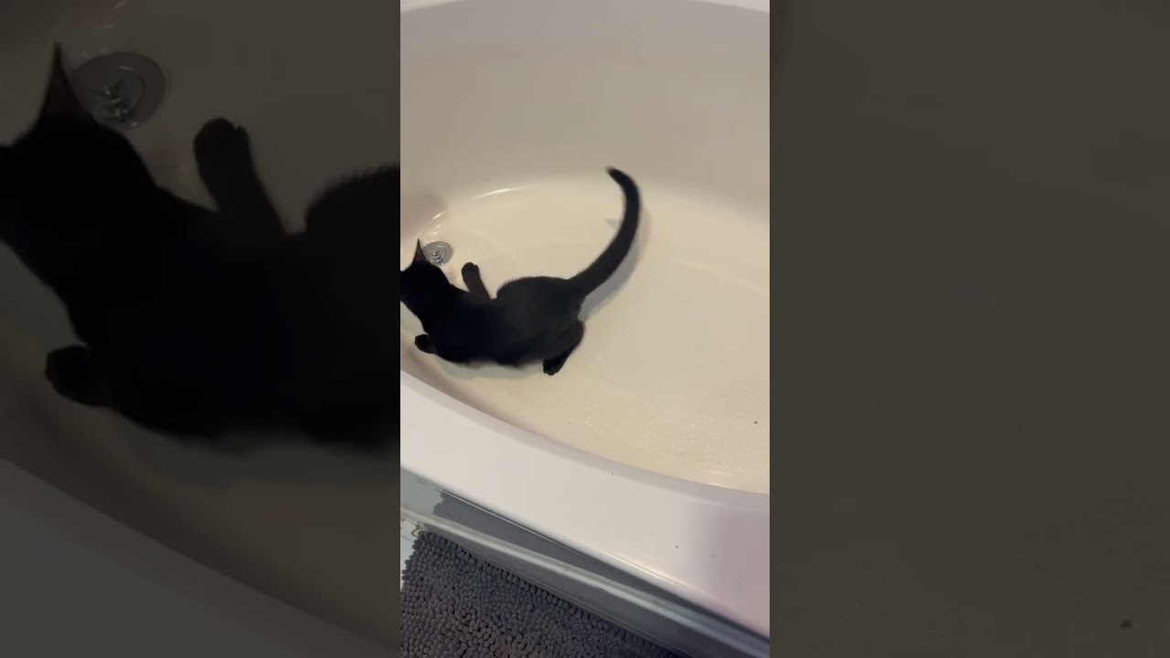 Enlarge Secret Agent Noir, a ADOPTABLE mixed breed in Helena, AL video 4/4