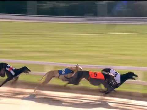 2017 DERBY PLATE - 1ST SEMI - T3 DOROTAS WILDCAT