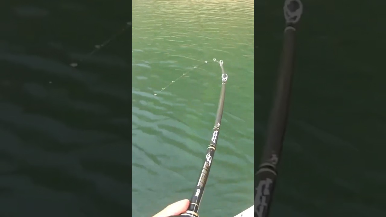 4釣行連続50UPに挑む男。 #バス釣り #まるりん