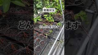 育苗状況2025.7.4 #農協 #農業 #いちご