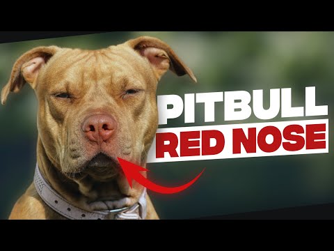 Red Nose Pitbull