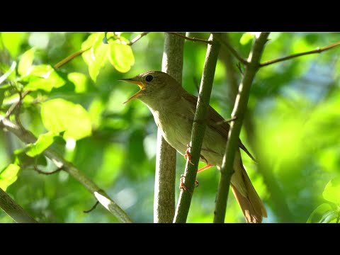 Nachtigall Gesang - Luscinia megarhynchos - Common nightingale singing