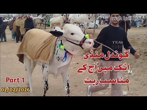 Today Gondal Mandi Attock Latest 2/2/2026 Fatehjangi Rate's Update @WahbullcrazyQurbani Collection26