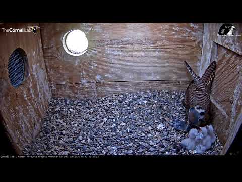 Four Chicks Hatch In Same Day At Wisconsin Kestrel Nest Box – May 12, 2021