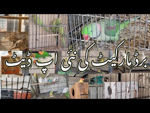 Visit Los Road Birds Market Lahore Birds Latest Prices Update