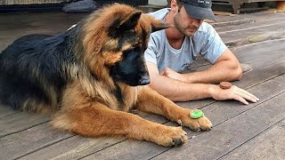 When You’re Living With the Smartest 200-IQ Dog Ever 🐶