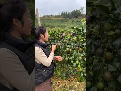 Wow so juicy & delicious passion fruit #passionfruit #shorts