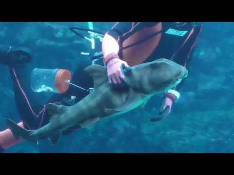 ダイバーとネコザメ（下田海中水族館）