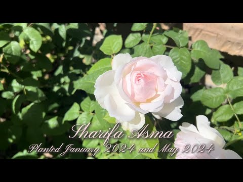 ‘Sharifa Asma’ Rose - David Austin Roses
