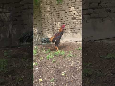 yapon 2 yutdi 3 oynidi 10 mayga