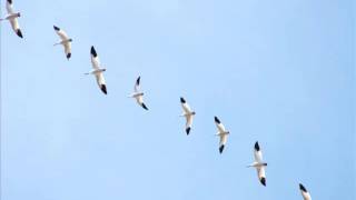 Fritha Alone (piano solo) Camel