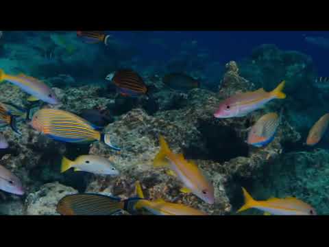 Opwekking kids 068 Diep als de zee