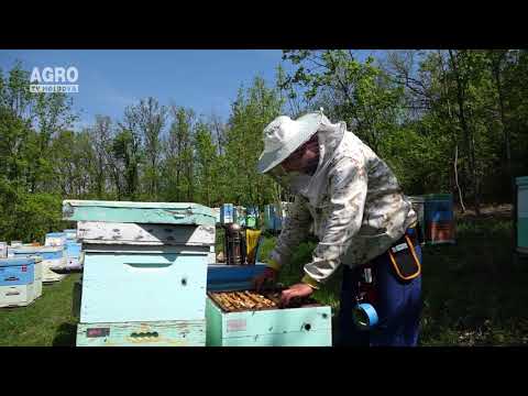 Agricultura Performantă în Moldova – Lecția nr.5, Apicultura