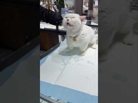 cute and funny animals 막힌코 뚫기 #shorts