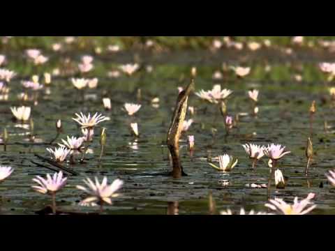 Tropical birds (from Winged Migration)