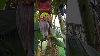 Download lagu pohon pisang | suara tanveer mp3 Download lagu pohon pisang | suara tanveer mp3