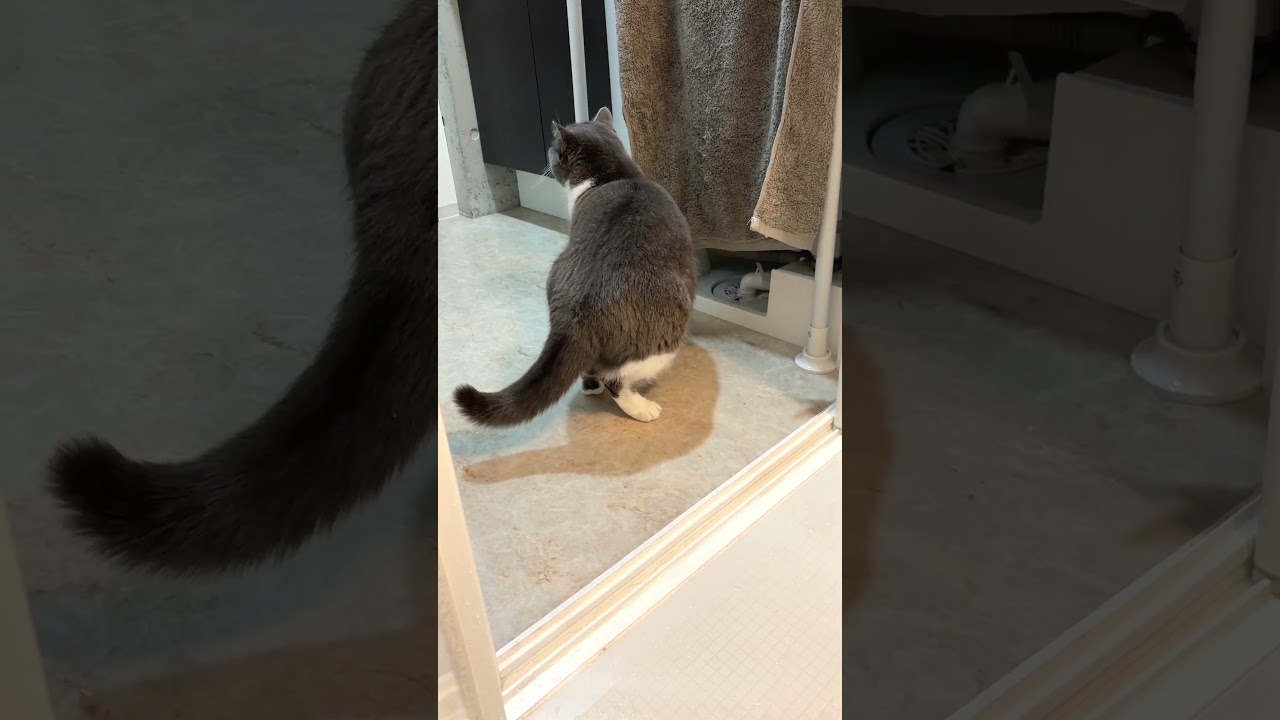 やっぱそこかー！#猫 #洗濯機猫 #猫のいる暮らし #fyp #おすすめ #猫 #cat #三毛猫