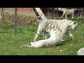 Tiger Cubs' Last Moments As A Family  | David Attenborough | Tiger | Spy in the jungle BBC Earth