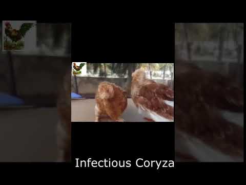 , title : 'Clinical sign and how to operate Infectious Coryza( মুরগির ইনফেকশাস করাইজা রোগ)'