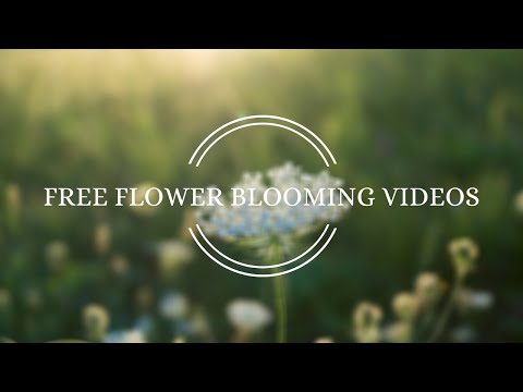 Flower Blooming Time Lapse Videos | Free HD Videos - No Copyright Footage