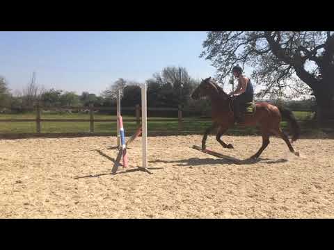 Lord Pezi Junior gelding learning to jump