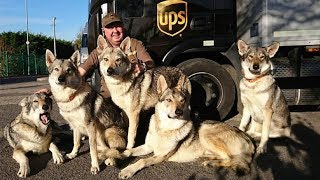 UPS Drivers Capture The Most Interesting Photos On Their Routes
