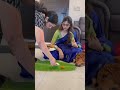 ️ Dog Goldenretiever Shorts Puppy