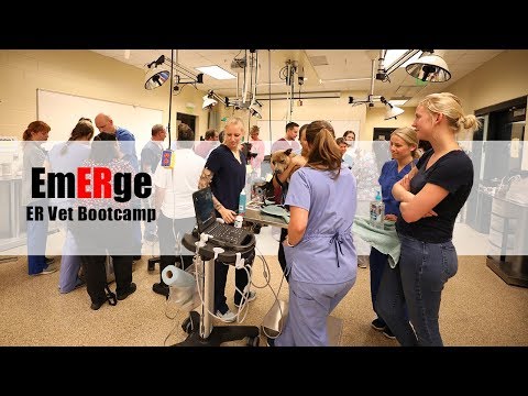 EmERge - Bootcamp for Vets