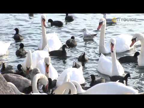 Sightseeing Zuerich deutsch