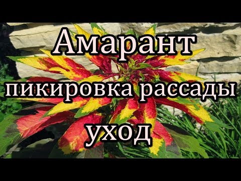 #Амарант. Пикировка рассады. Уход.