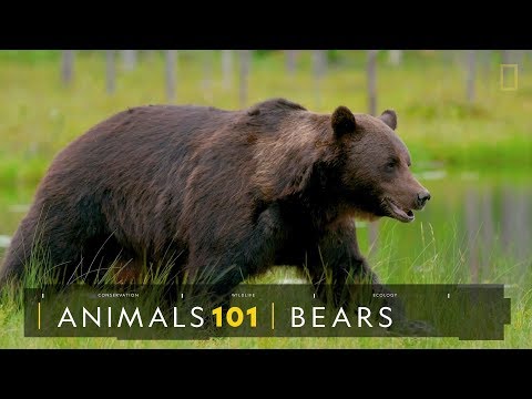 101動物教室：熊 - 國家地理雜誌官方網站｜探索自然、科學與文化的最佳權
