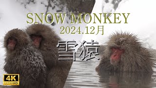 【降雪観光】スノーモンキーパーク2024.12／温泉に浸かるサル／志賀高原