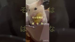 ちるのおやつ　#ばなな #バナナ #日本 #follow #kawaii #かわいい #ハムスター #チル #キンクマ #癒し #可愛い #ペット #pets