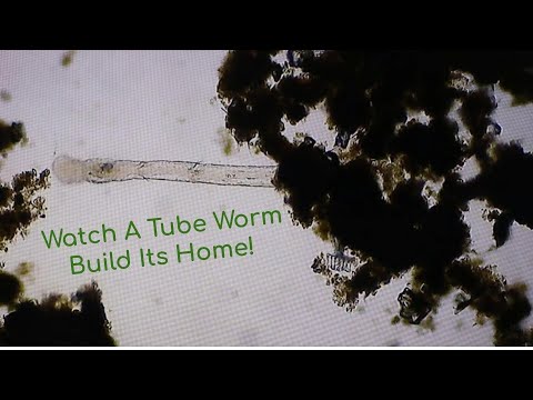 Pond Water Under a Microscope | Tubeworm Building A Home Out Of Pond Scum