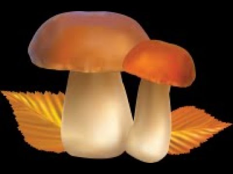 Forest finds / Лесные находки