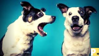 Cachorro latindo#latidodecachorro#somdecachorro#colatindo#dogbarking#dogbarkingsounds - Mrcp