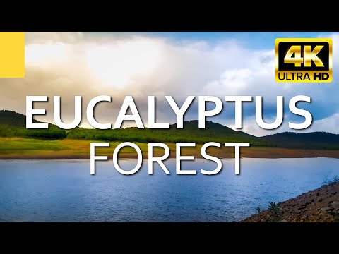 4K Virtual Walk in eucalyptus forest along a big Lake with Nature Sounds ★ Relaxing Forest Sounds