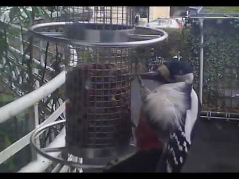 Större Hackspett hackar loss på jordnötter