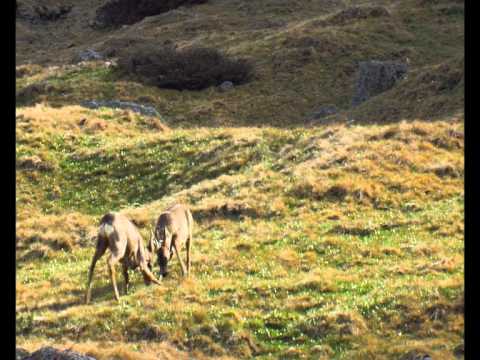 Rehe I - Im Bann dieser Berge