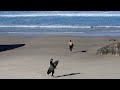 Willy Wag Tail