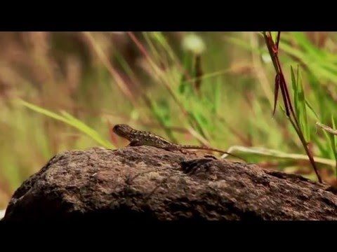 Guachimontones. Los lĂmites del hombre y la naturaleza: Tráiler #2