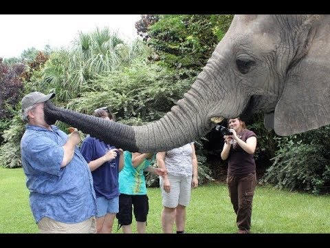 CUte Elephant  - Funny Elephants Trolling Human Compilation