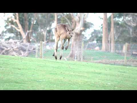 The Kangaroo is the World's Largest Hopping Animal