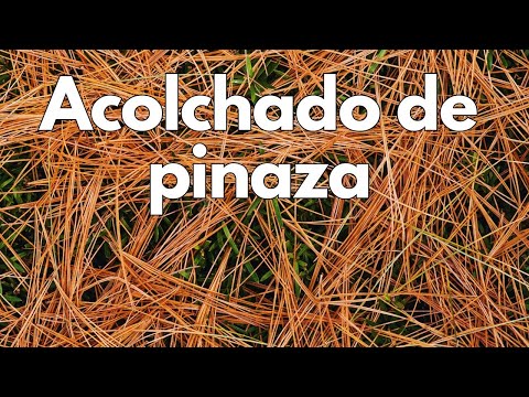 Free padding with PINNAZA (pine needles)