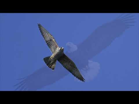 Sussex County Birds of Prey